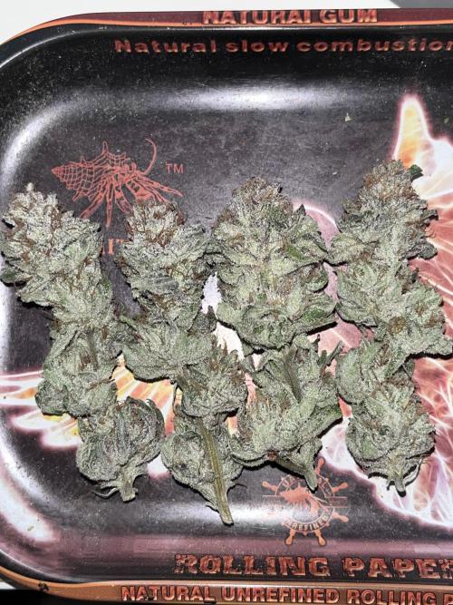 ethos/exotic/growers choice seeds. Week 19