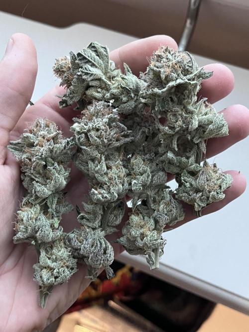 ethos/exotic/growers choice seeds. Week 19