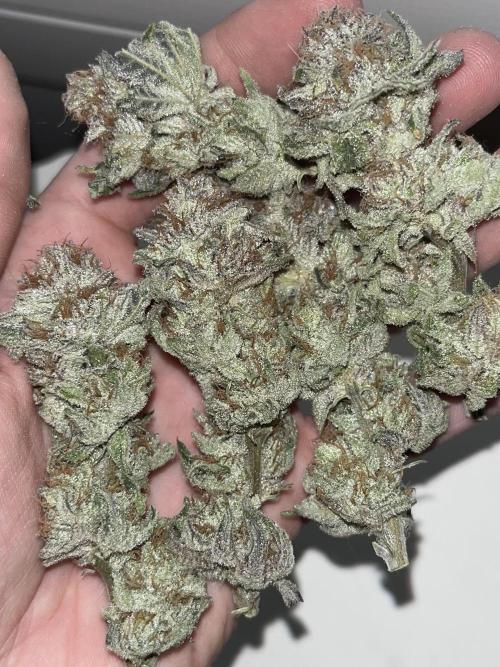 ethos/exotic/growers choice seeds. Week 19