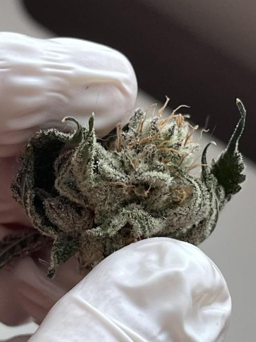 ethos/exotic/growers choice seeds. Week 19