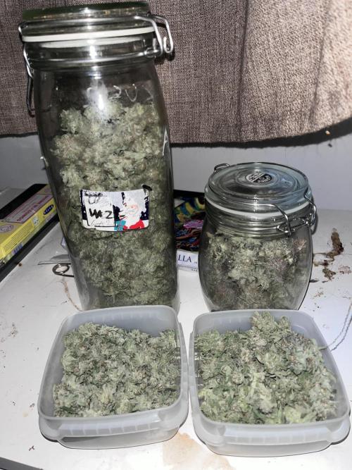 ethos/exotic/growers choice seeds. Week 19
