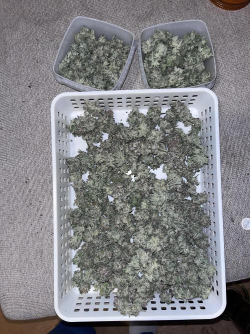 ethos/exotic/growers choice seeds. Week 19
