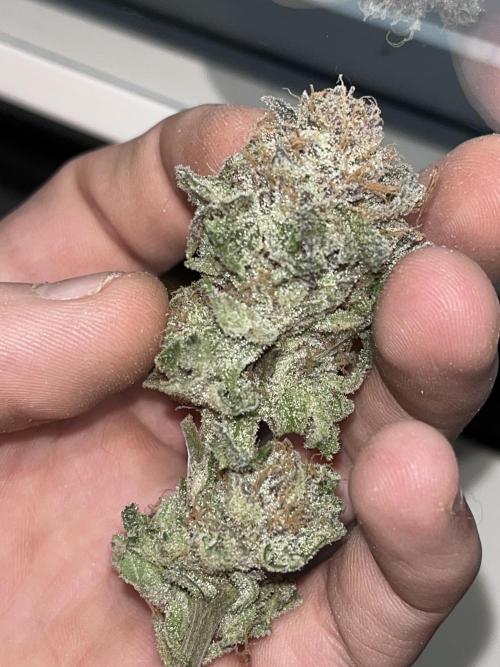 ethos/exotic/growers choice seeds. Week 19