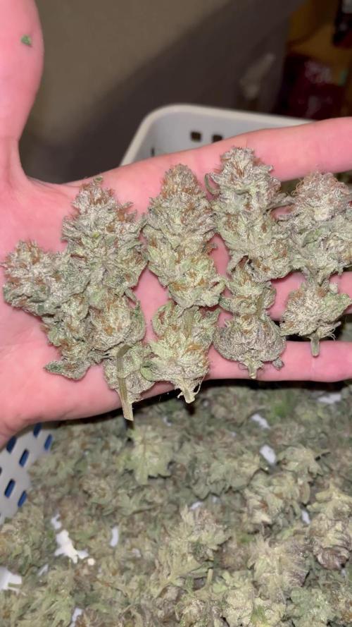 ethos/exotic/growers choice seeds