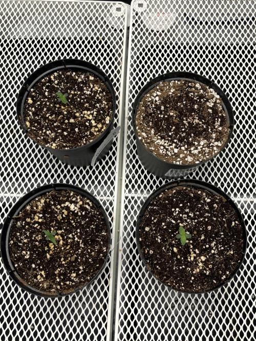 Legendary strains in coco. Week 1