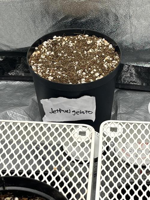 Legendary strains in coco. Week 1 - rip first calss funk/ jetfuel gelato