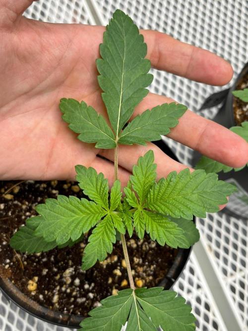 Legendary strains in coco. Week 2 - kush mallow