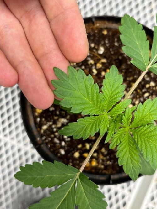 Legendary strains in coco. Week 2 - kush mallow