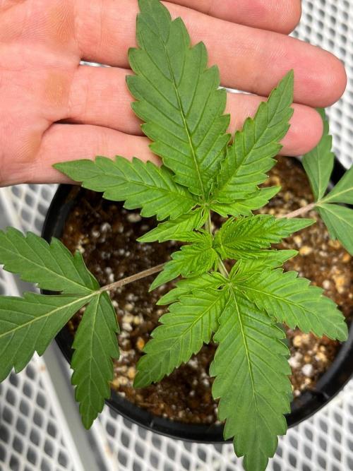 Legendary strains in coco. Week 2 - han solo burger