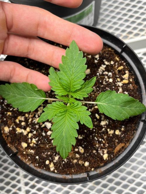 Legendary strains in coco. Week 2 - garlotti