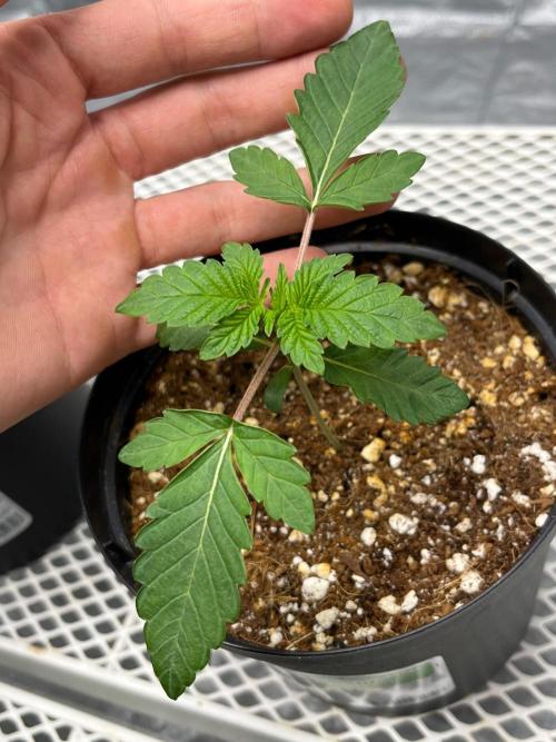 Legendary strains in coco. Week 2 - han solo burger smaller one