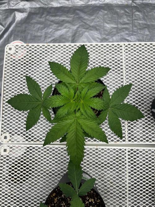 Legendary strains in coco. Week 3 - han solo burger