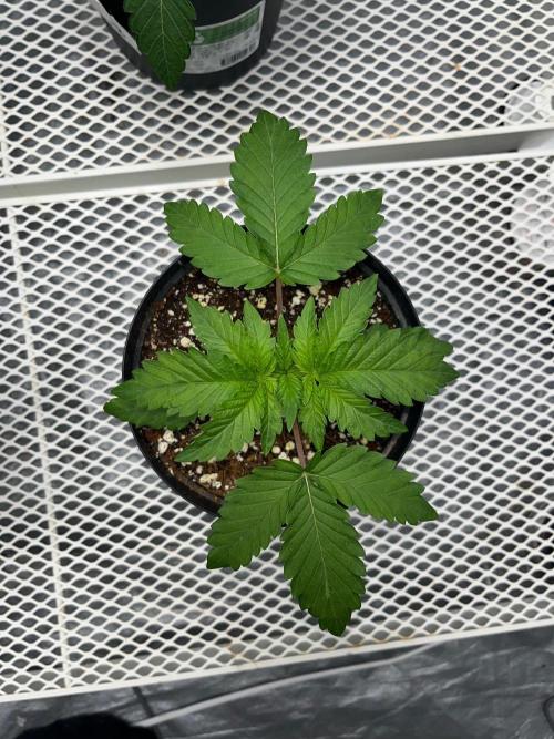 Legendary strains in coco. Week 3 - garlotti
