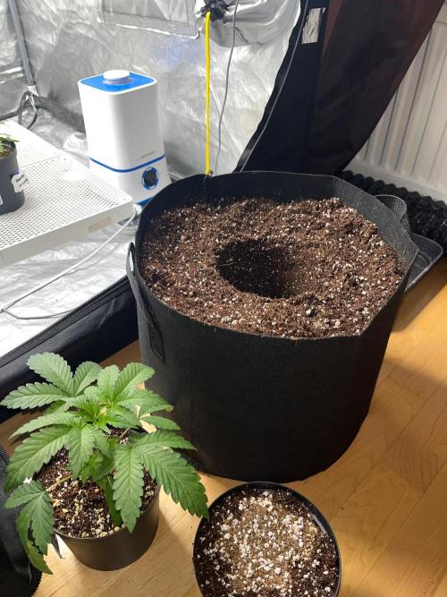 Legendary strains in coco. Week 3