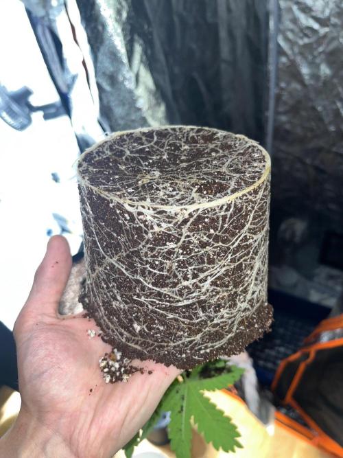 Legendary strains in coco. Week 3 - kush mallow roots