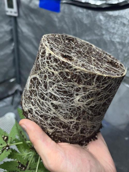 Legendary strains in coco. Week 3 - han solo b roots