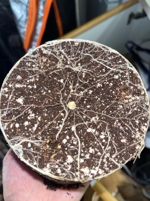 Legendary strains in coco. Week 3 - han solo smaller roots and little spiral middle of coco :D