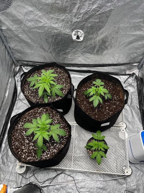 Legendary strains in coco. Week 3 - oops 