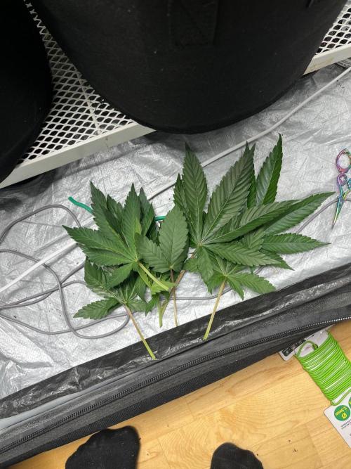 Legendary strains in coco. Week 5