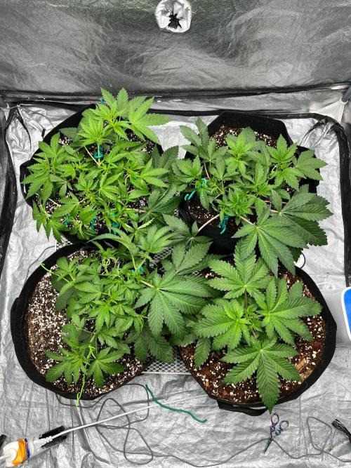Legendary strains in coco. Week 5 - after trim
