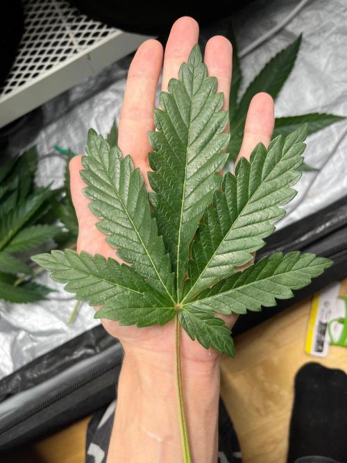 Legendary strains in coco. Week 5