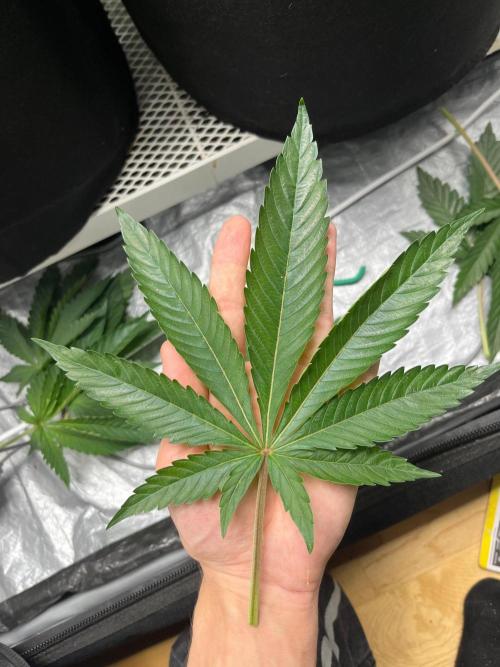 Legendary strains in coco. Week 5 - good size leaf