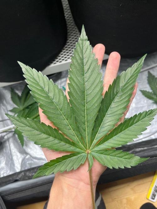 Legendary strains in coco. Week 5