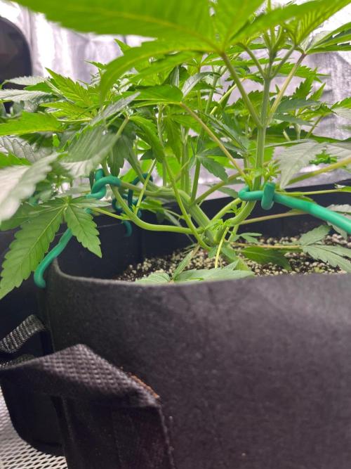 Legendary strains in coco. Week 5 - bigger han solo