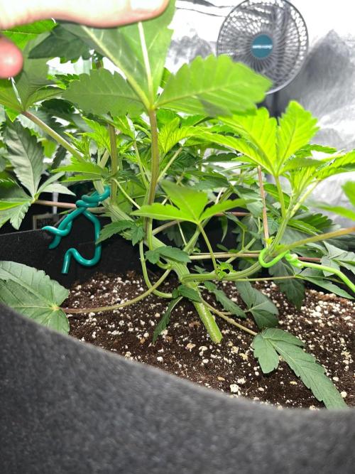 Legendary strains in coco. Week 5 - smaller han solo