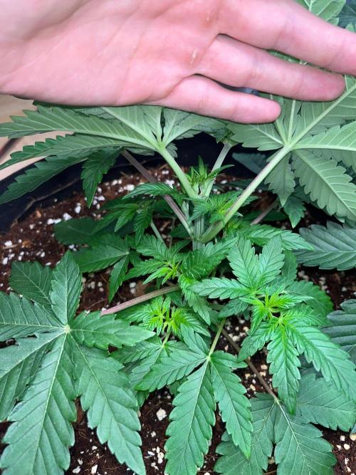 Legendary strains in coco. Week 5 - garlotti