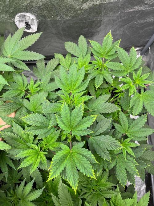 Legendary strains in coco. Week 6 - han solo burger (smaller)