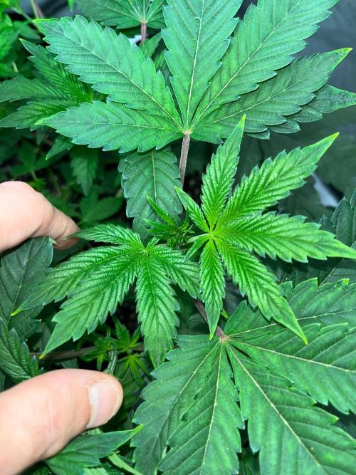 Legendary strains in coco. Week 6 - new healthy growth