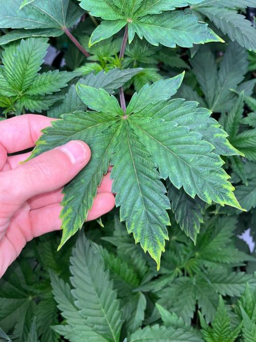 Legendary strains in coco. Week 6 - little bit burn in old leafs