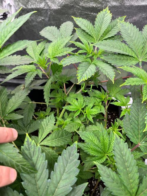Legendary strains in coco. Week 6