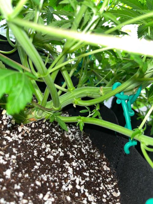 Legendary strains in coco. Week 6 - her stem (han solo)