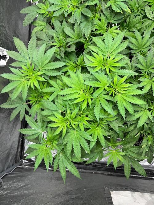 Legendary strains in coco. Week 6 - han solo burger (big one)