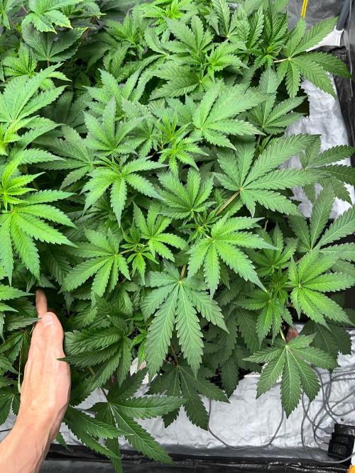 Legendary strains in coco. Week 6 - kush mallow
