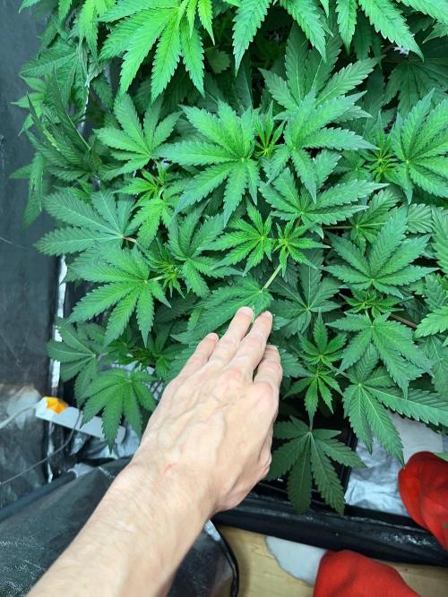 Legendary strains in coco. Week 6 - kush mallow