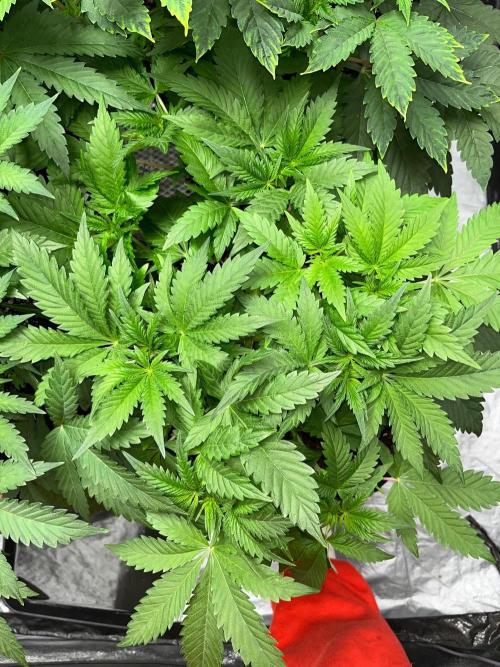Legendary strains in coco. Week 6 - garlotti :)