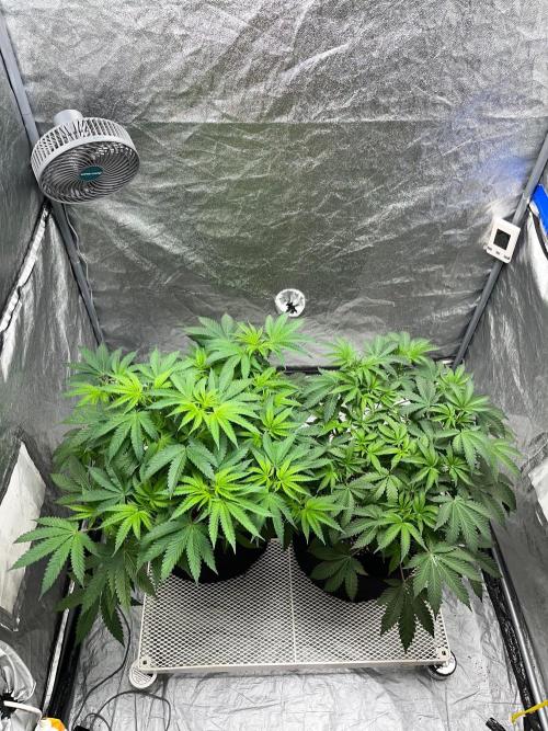 Legendary strains in coco. Week 7 - han solo and kush mallow