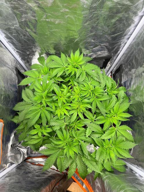 Legendary strains in coco. Week 7 - garlotti