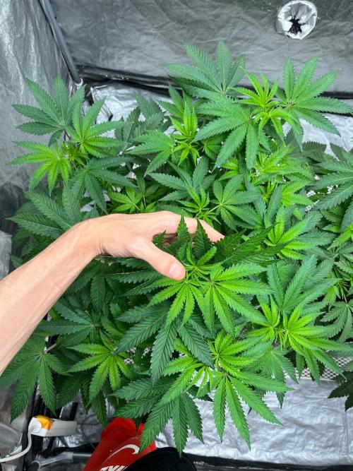 Legendary strains in coco. Week 7 - han solo burger