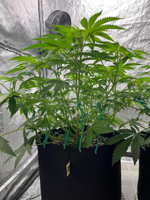 Legendary strains in coco. Week 7 - burger