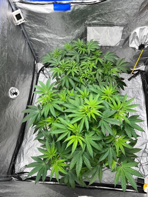 Legendary strains in coco. Week 7 - han and kush mallow