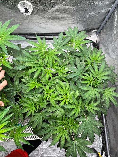 Legendary strains in coco. Week 7 - kush mallow