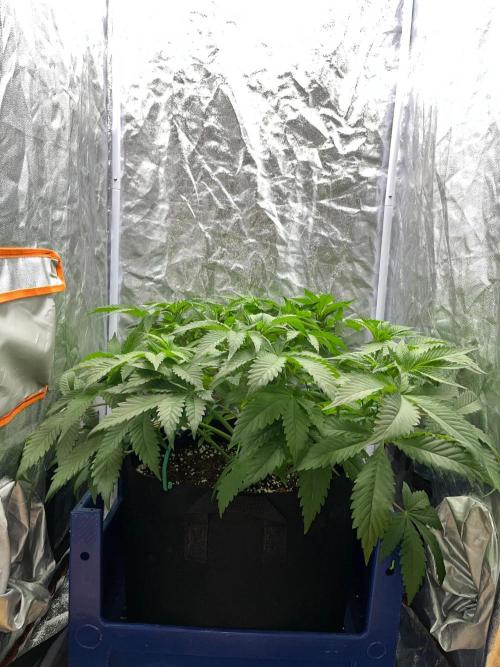 Legendary strains in coco. Week 8 - garlotti