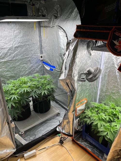 Legendary strains in coco. Week 8 - all my ladies