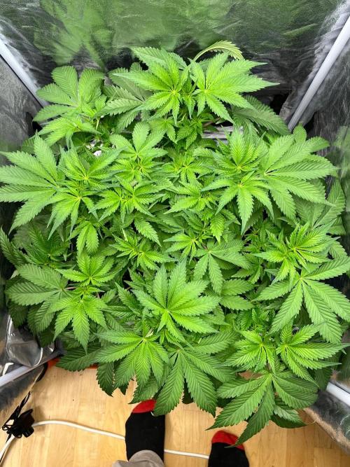 Legendary strains in coco. Week 8 - garlotti