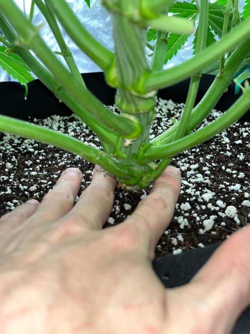 Legendary strains in coco. Week 8 - han solo stem
