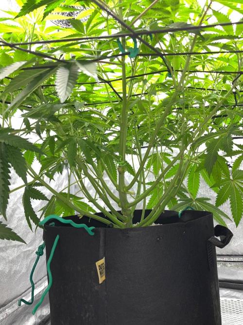 Legendary strains in coco. Week 8 - han solo from under